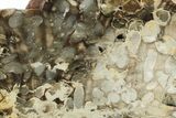 Petrified Peanut Wood Section - Australia #257019-2